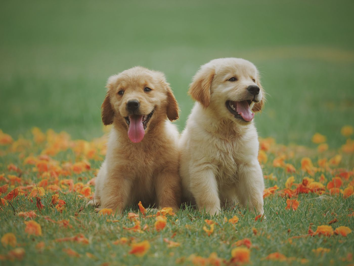 Pet Services & Veterinary